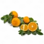 Imagine 5/5 - Thompson - narancsfa termés