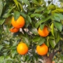Imagine 1/5 - Calabirai ovális narancsfa termés