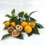 Kép 1/3 - Pernambuco narancsfa termés