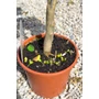 Imagine 4/7 - Sinensis narancsfa cserépben eladó