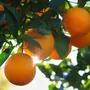 Kép 1/2 - Valencia narancs termés