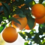 Kép 1/2 - Valencia  narancs termés