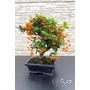 Obraz 5/8 - Tűztövis bonsai - hajlított törzsű - Pyracantha (9 éves)