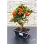 Obraz 6/8 - Tűztövis bonsai - hajlított törzsű - Pyracantha (9 éves)