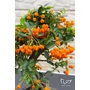 Obraz 7/8 - Tűztövis bonsai - hajlított törzsű - Pyracantha (9 éves)