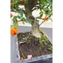 Obraz 8/8 - Tűztövis bonsai - hajlított törzsű - Pyracantha (9 éves)