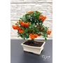 Obraz 1/8 - Tűztövis bonsai - hajlított törzsű - Pyracantha (9 éves)