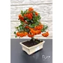 Obraz 2/8 - Tűztövis bonsai - hajlított törzsű - Pyracantha (9 éves)