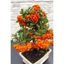 Obraz 3/8 - Tűztövis bonsai - hajlított törzsű - Pyracantha (9 éves)