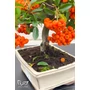 Obraz 4/8 - Tűztövis bonsai - hajlított törzsű - Pyracantha (9 éves)