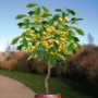 Imagine 3/4 - Dönissens gelbe - Prunus avium dönissens