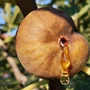 Imagine 1/4 - Füge 'Ceglédi Óriás' - Ficus carica
