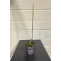 Imagine 2/4 - Füge 'Ceglédi Óriás' - Ficus carica