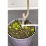 Imagine 3/4 - Füge 'Ceglédi Óriás' - Ficus carica