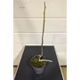 Imagine 4/4 - Füge 'Ceglédi Óriás' - Ficus carica