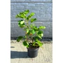 Kép 2/5 - Füge 'Desert King' - Ficus carica