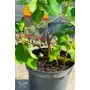 Kép 3/5 - Füge 'Desert King' - Ficus carica