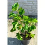 Kép 4/5 - Füge 'Desert King' - Ficus carica