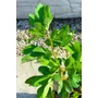 Kép 5/5 - Füge 'Desert King' - Ficus carica