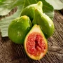 Kép 1/5 - Füge 'Desert King' - Ficus carica