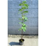 Kép 2/6 - Füge 'Longue d'Aout' - Ficus carica