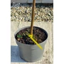 Kép 3/6 - Füge 'Longue d'Aout' - Ficus carica