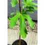 Kép 4/6 - Füge 'Longue d'Aout' - Ficus carica