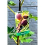 Kép 5/6 - Füge 'Longue d'Aout' - Ficus carica