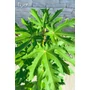 Kép 6/6 - Füge 'Longue d'Aout' - Ficus carica