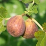Kép 1/6 - Füge 'Longue d'Aout' - Ficus carica