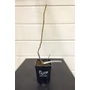 Imagine 2/4 - Füge 'Zöld Óriás' - Ficus carica