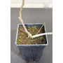 Imagine 3/4 - Füge 'Zöld Óriás' - Ficus carica