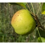 Bild 1/4 - goldcats,almafa