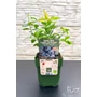 Obraz 2/5 - Fürtös áfonya - Vaccinium corymbosum 'Sunshine blue'