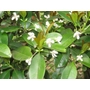 Kép 5/5 - Brazil cseresznye 'Eugenia brasiliensis' - fa eladó