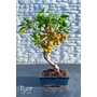 Imagine 2/4 - Bonsai díszalma - Malus Domestica (9 éves) eladó