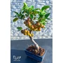 Imagine 3/4 - Bonsai díszalma - Malus Domestica (9 éves) eladó