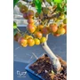 Imagine 4/4 - Bonsai díszalma - Malus Domestica (9 éves) eladó