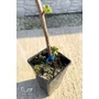 Imagine 4/4 - Egres / Köszméte 'Pallagi óriás' - Ribes uva-crispa