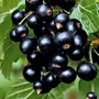 Imagine 1/4 - Fekete ribizli 'Titania' – Ribes nigrum
