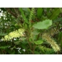 Kép 2/4 - Makadámdió 'Macadamia integrifolia' - fa virág eladó