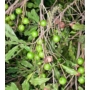 Imagine 3/4 - Makadámdió 'Macadamia integrifolia' - fa eladó