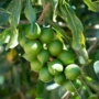 Kép 4/4 - Makadámdió 'Macadamia integrifolia' - fa eladó