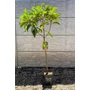 Imagine 2/5 - Japán naspolya 'Morano' - Eriobotrya japonica eladó
