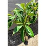 Imagine 4/5 - Japán naspolya 'Morano' - Eriobotrya japonica eladó
