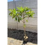 Imagine 5/5 - Japán naspolya 'Morano' - Eriobotrya japonica eladó