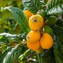 Imagine 1/5 - Japán naspolya 'Morano' - Eriobotrya japonica
