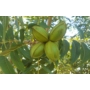 Kép 4/7 - pekándió Carya illinoinensis fa eladó - termése