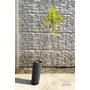 Imagine 2/9 - pekándió Carya illinoinensis cheyenne fa eladó