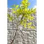 Imagine 3/9 - pekándió Carya illinoinensis cheyenne fa eladó